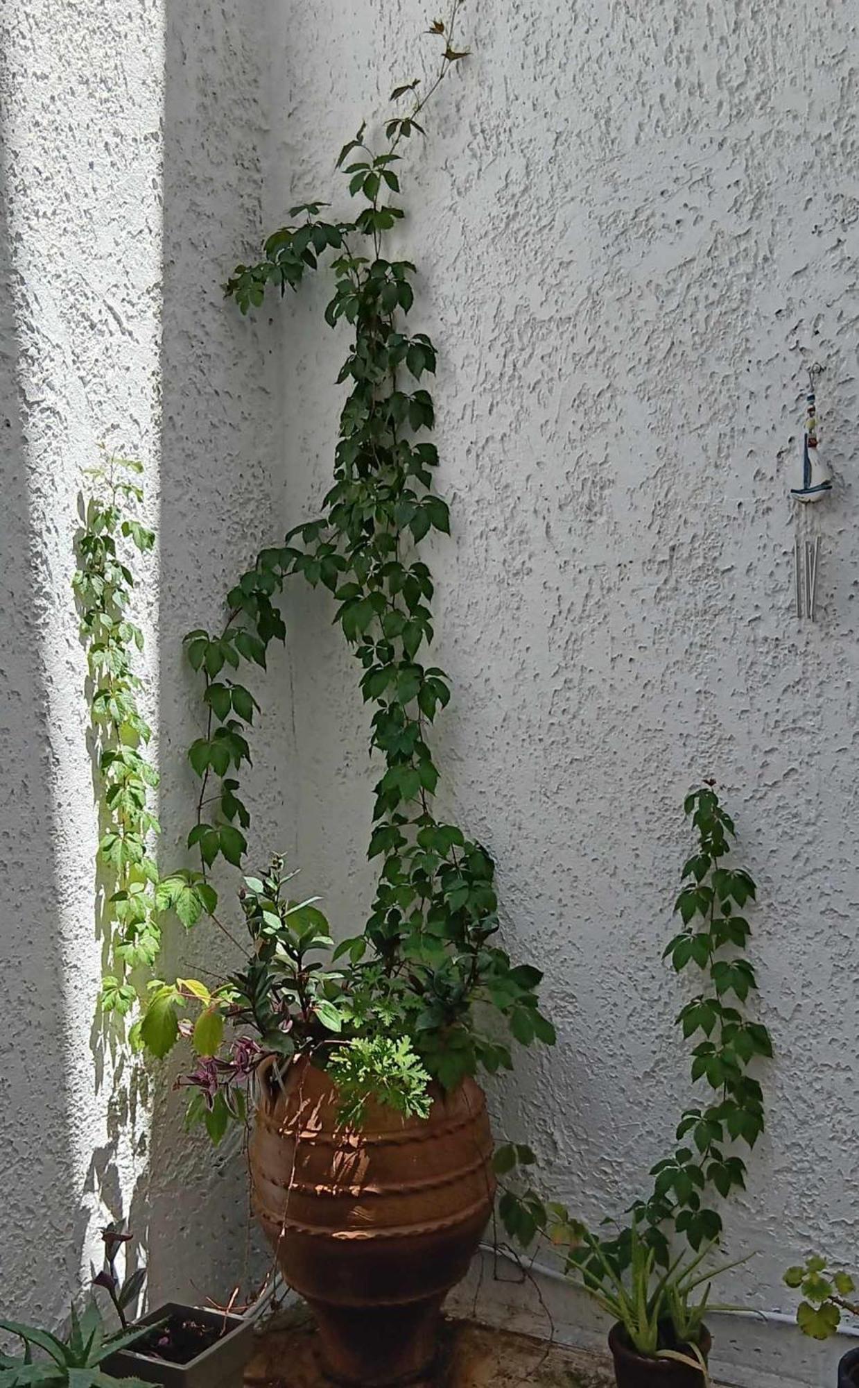 Athenian Asty Guesthouse Dış mekan fotoğraf